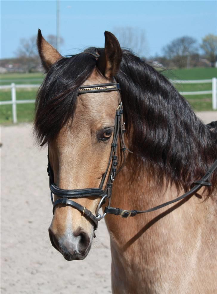 Connemara Com'si billede 11