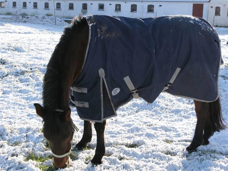 Anden særlig race Miss Topsy  - Vinteren 2008 :) billede 8