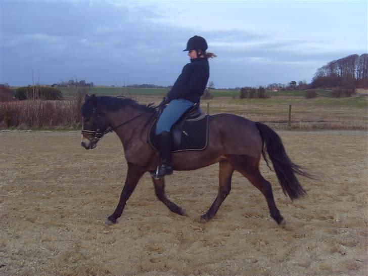 Anden særlig race Cassiopeia - Min storesøs i dressur billede 7