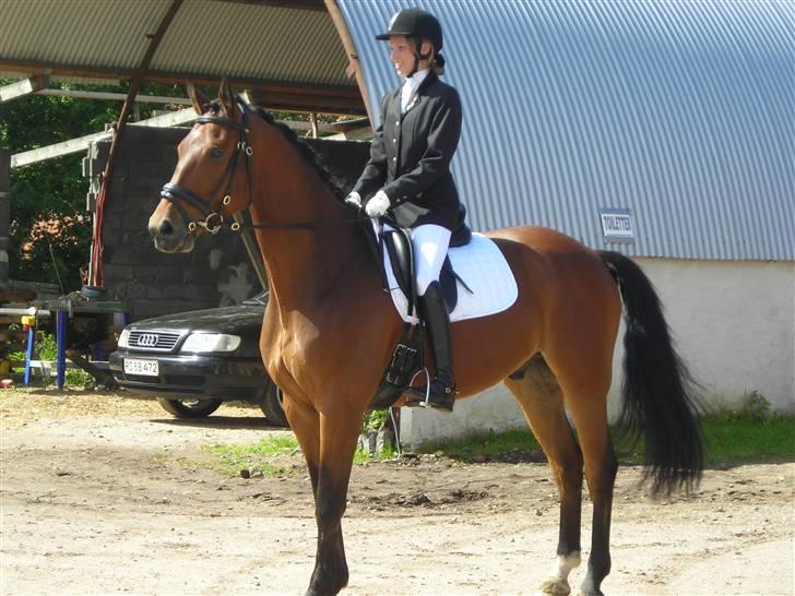 Dansk Varmblod Latino - Smukke Latino <3 - stævne i BOS billede 1