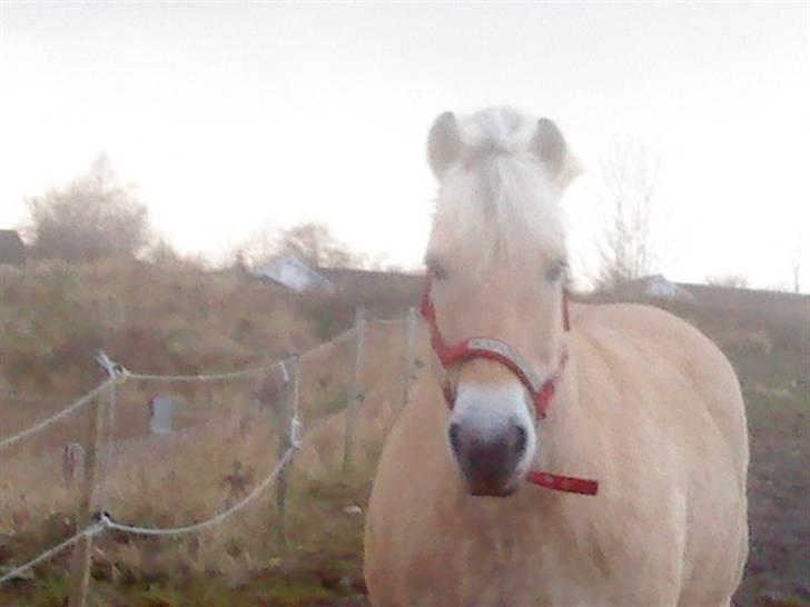 Fjordhest  l Bamse :*  <3 *SOLGT* D: - Bamse på fold - elsker dig allerde!  billede 3