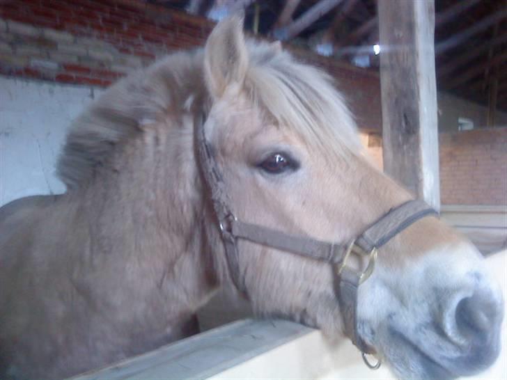 Fjordhest  l Bamse :*  <3 *SOLGT* D: - Bamse i boksen - elsker dig allerde!  billede 6