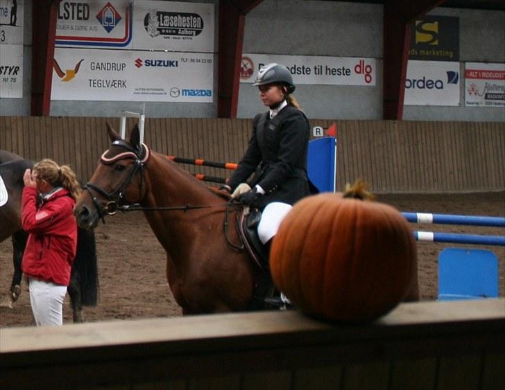 Dansk Varmblod Heslegård's Fair Rami - Præmieoverækkelse i Ulsted - 6. plads i LB*. September 2010 billede 14