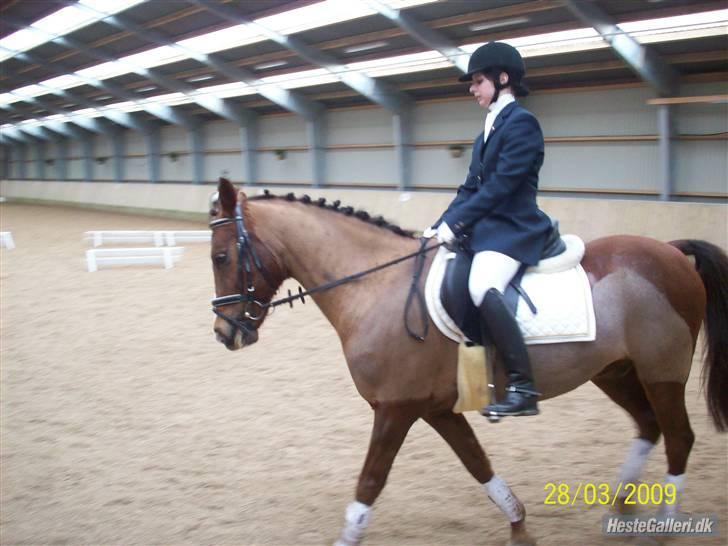 Anden s&#230;rlig race Hovvejens Rex - NYT. marts 09. til st&#230;vne. JEG ER GRIM DER !! xD billede 15