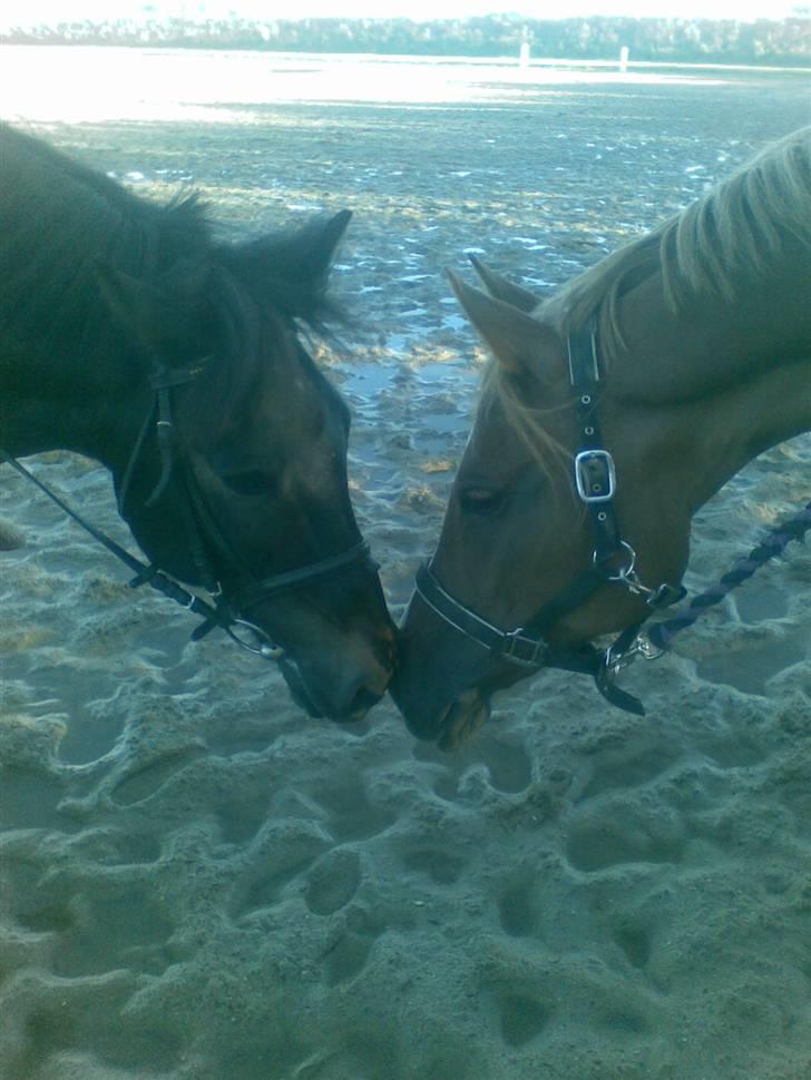 Anden særlig race Bobby - anger is so... ugly - Wanderer <3 billede 13