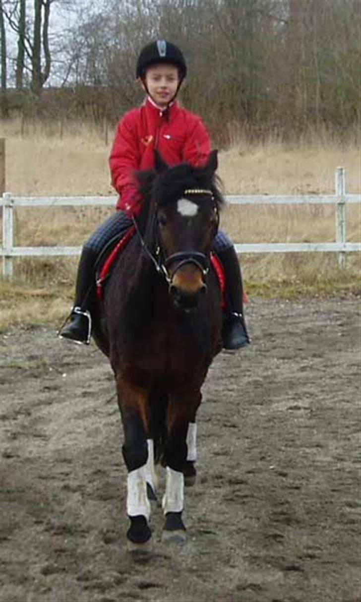 Welsh Pony (sec B) Korreborg's Sonny Boy " SOLGT" :( - Korreborg´s Sonny Boy med Sofia i sadlen billede 11