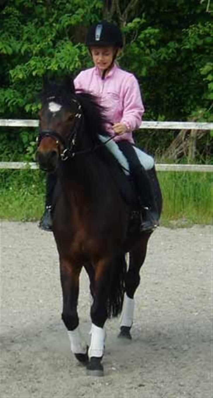 Welsh Pony (sec B) Korreborg's Sonny Boy " SOLGT" :( - Korreborg´s Sonny Boy  billede 12