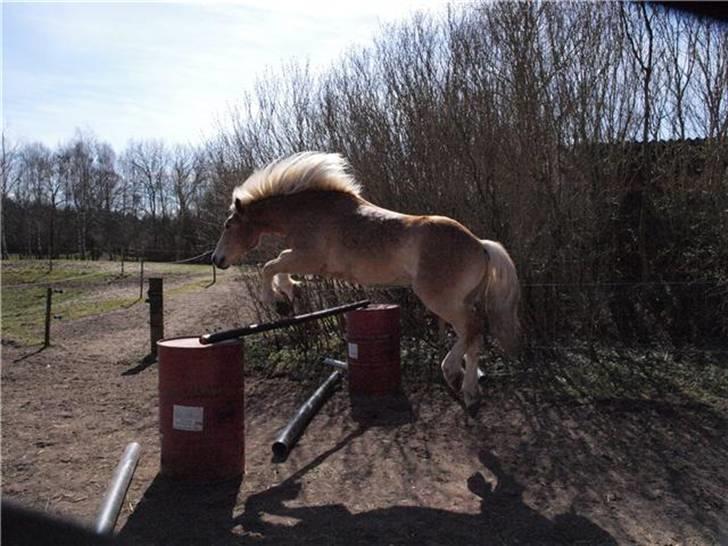 Haflinger Asko Vittrup (SOLGT:'() billede 12