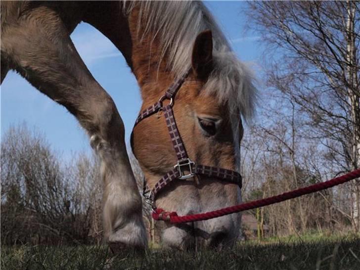Haflinger Asko Vittrup (SOLGT:'() billede 14