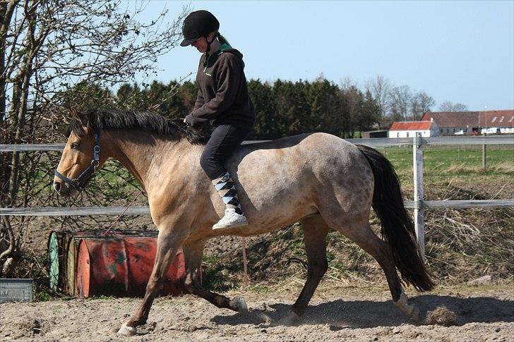 Connemara Com'si billede 12