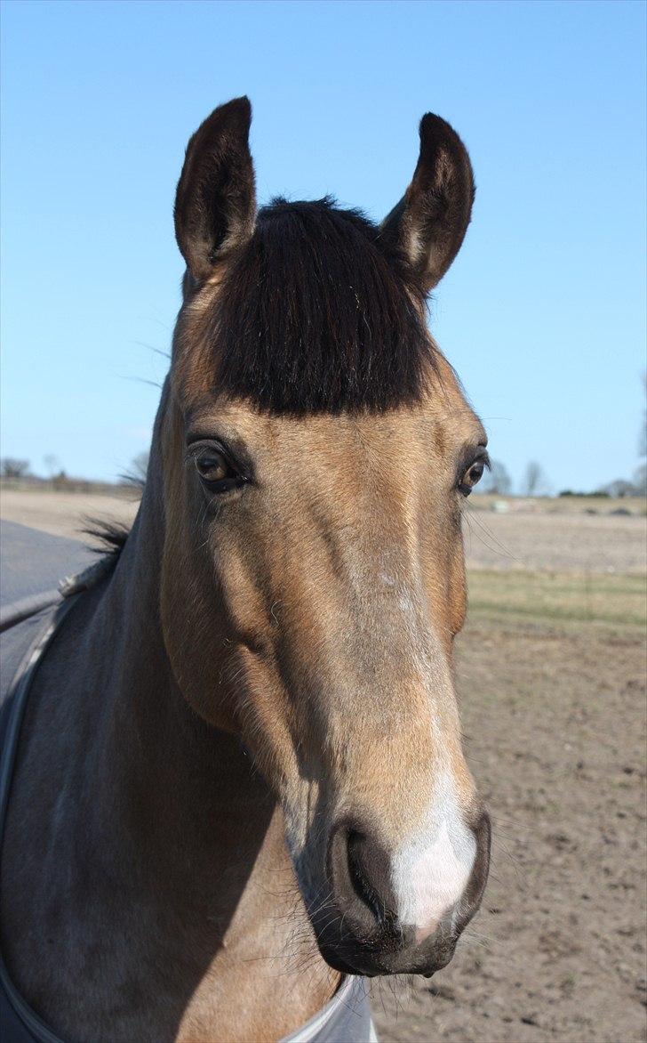 Connemara Com'si billede 15