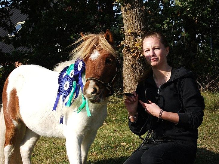 Dansk Miniature Egehøj's Casino Z - Katja og Casino´s flotte roset høst  billede 4