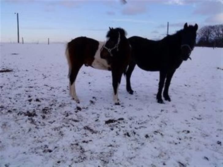 Anden særlig race Cocio (solgt) - Cocio på fold. *NYT BILLEDE* fredag d. 2o februar 2oo9. Foto: Mig. billede 18