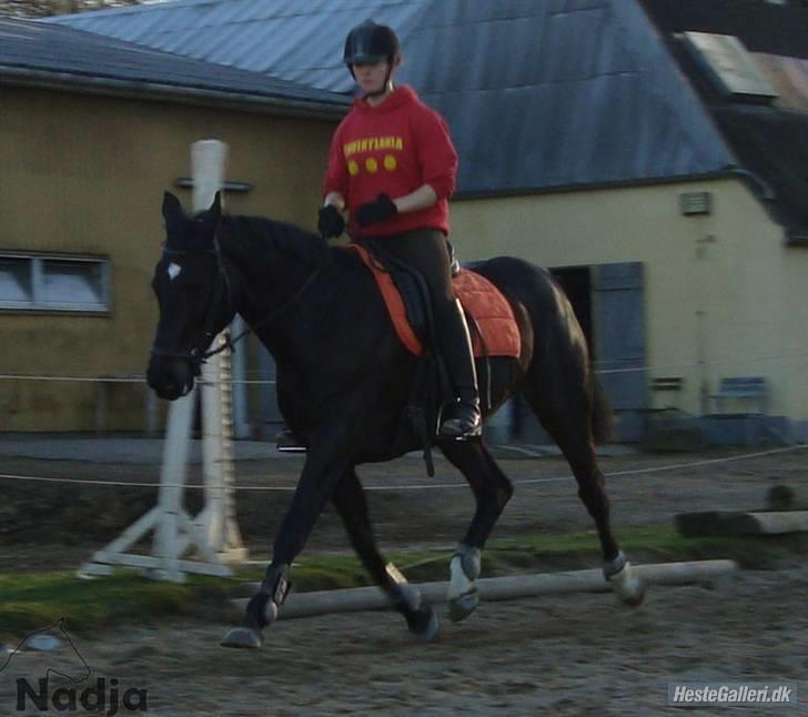 Dansk Varmblod Lucena Quintus  billede 16