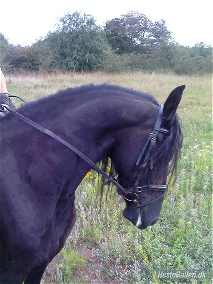 Frieser Maartje S billede 10