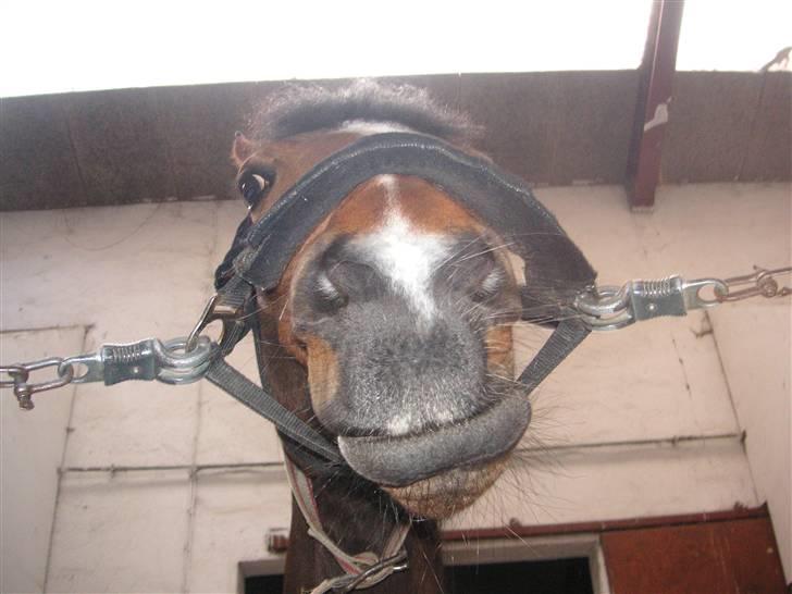 Anden særlig race Vanessa <3   - Fjolle!d: Fotograf: Kate Jakobsen. billede 15