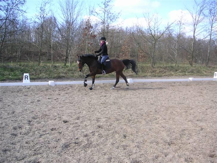 Anden særlig race Vanessa <3   - Galop <3 Fotograf: Kate H. Jakobsen. billede 17
