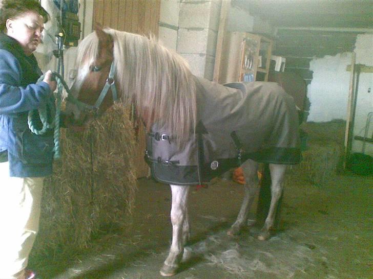 Pinto Luke <3 ( SOLGT :'( ) - Han er sku jorderens skønneste pony <33. håber du går det rigtig godt hos de nye ejer <3.  billede 17