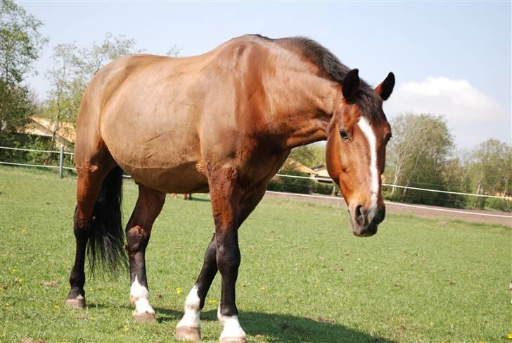 Oldenborg mitzu - Tidligere Part.. billede 3