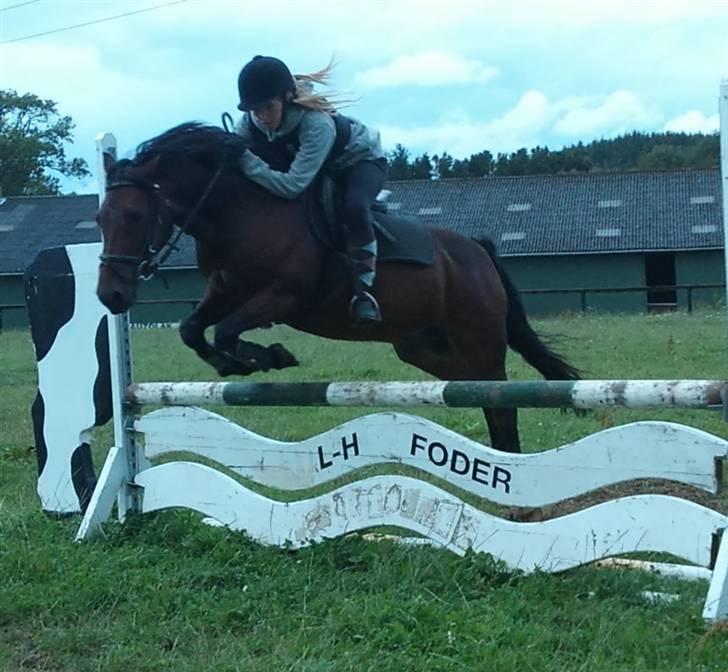 Anden særlig race | Kirstinelunds Charmeur  - # 17 - min drømmepony (L) foto: christina olsen.<3 billede 17