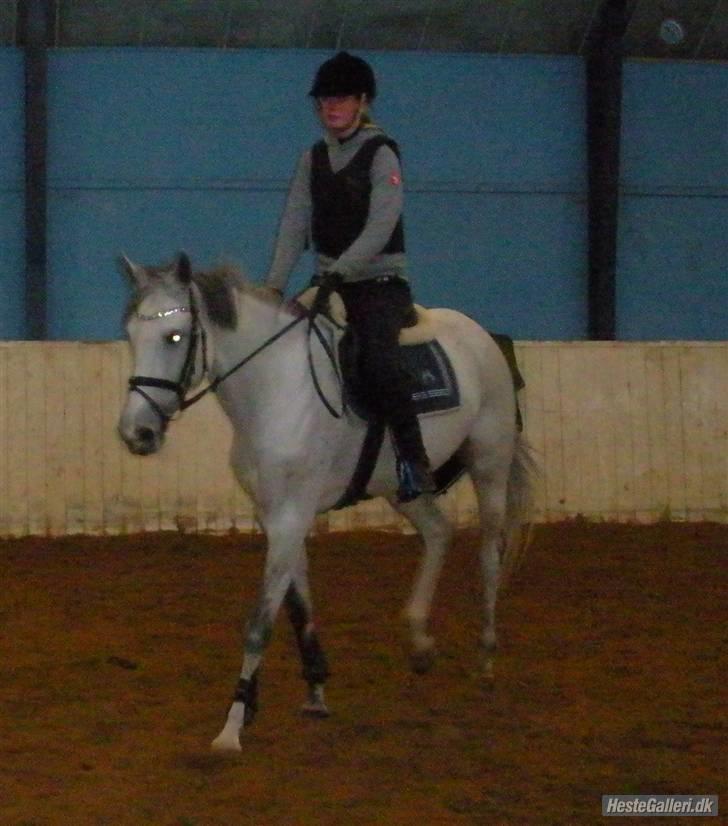 Dansk Varmblod Loretta - Solgt :'( - efter springing billede 20