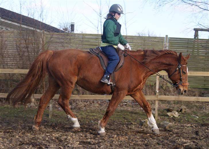 Hannoveraner Dialekt - 18) "Handlinger taler tydeligere end ord; Equus er et sprog, der består at handlinger, uden ord." - Monty Roberts billede 18