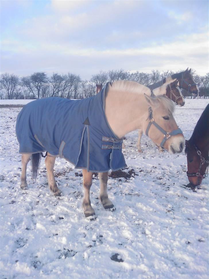 Fjordhest Liv  -   RIP :´( billede 19