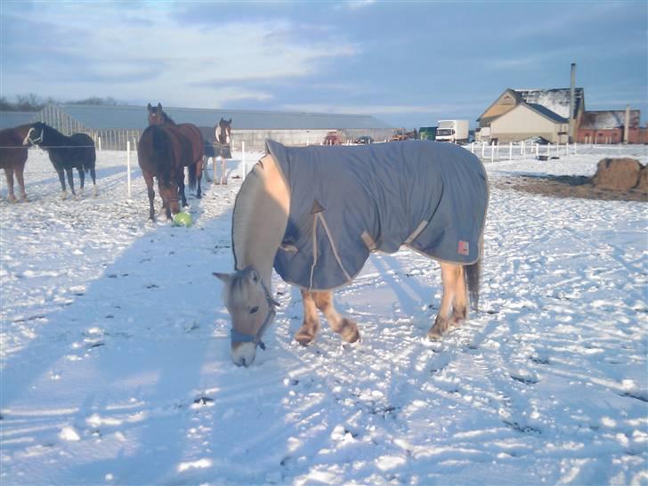 Fjordhest Liv  -   RIP :´( billede 20