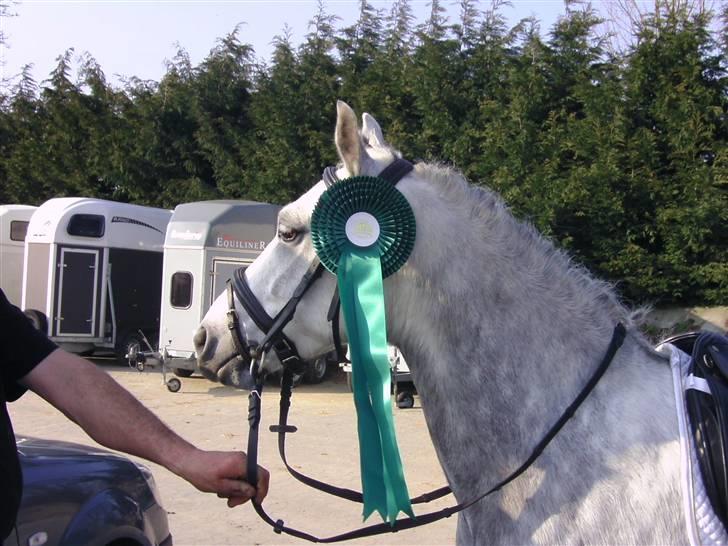 Welsh Pony (sec B) Klintholm's Sir Charles - Til klubmesterskabet i AAGS er ikke på hest fordi blev våd så var gemmen blødt billede 8
