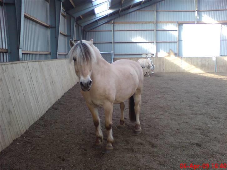 Fjordhest Pepsi *solgt* - 6-4-09: hygge i ridehuset sammen med hansi... billede 12