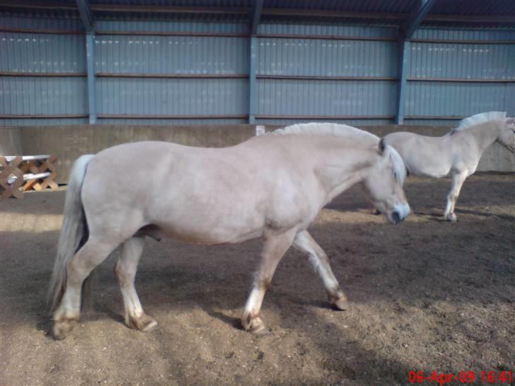 Fjordhest Pepsi *solgt* - 6-4-09: hygge i ridehuset sammen med hansi... billede 13