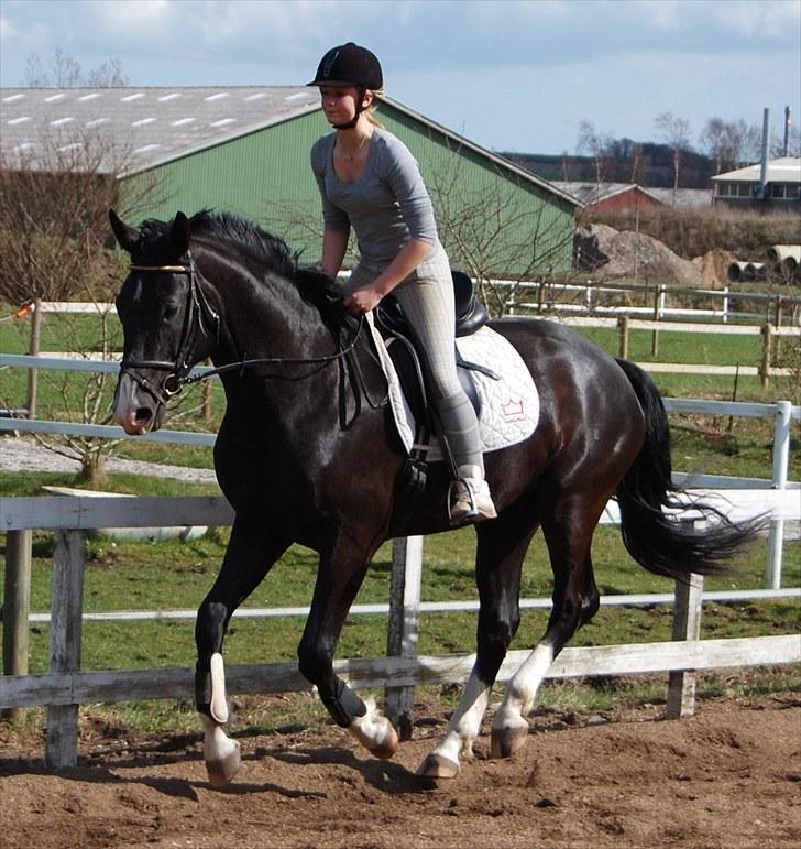 Dansk Varmblod Stald Holm's Gedion Solgt - Ally og Gedion. Gummibolde galop :) billede 17