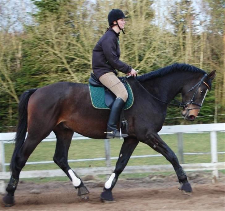 Dansk Varmblod Majestic/Hanniball - Foto: Ally billede 7