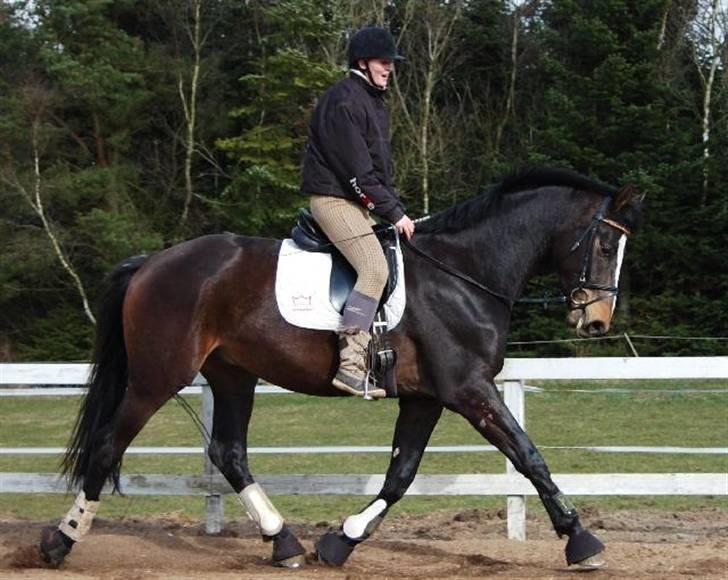 Dansk Varmblod Majestic/Hanniball - Sikke en trav :) Foto: Ally billede 8