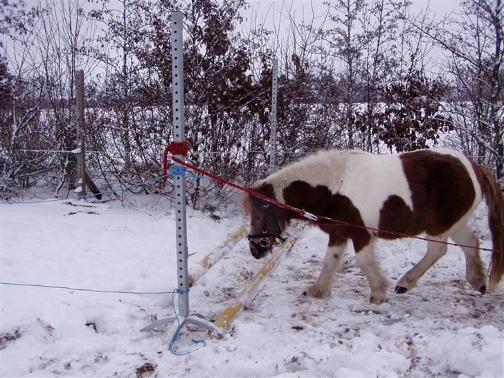 Anden særlig race Speedy - Mit alt.<3 - Der er så meget fart i min lille ponyXD<3 Elsker dig for evigt<3<3 billede 13