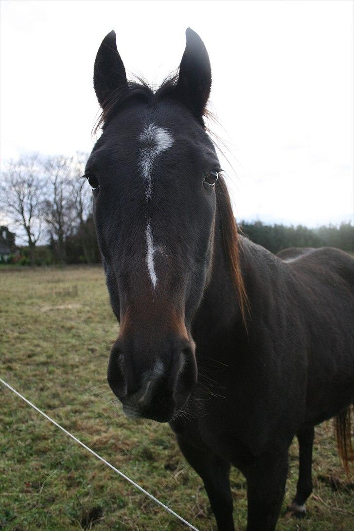 Traver Ideal Højbo (Sammy) - HEJ! :D billede 13