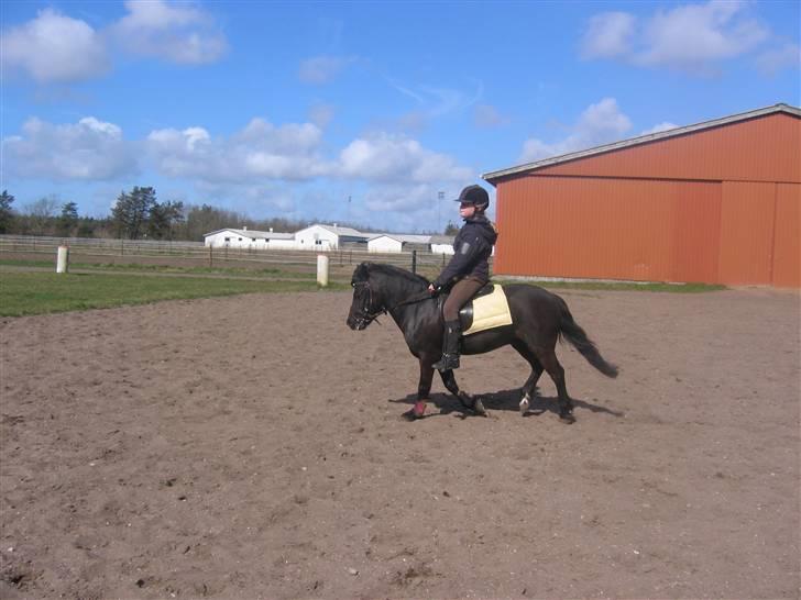 Dartmoor franco (solgt) billede 9