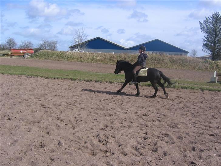 Dartmoor franco (solgt) billede 10