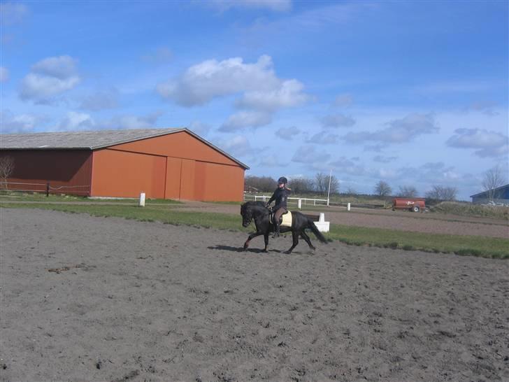 Dartmoor franco (solgt) billede 11