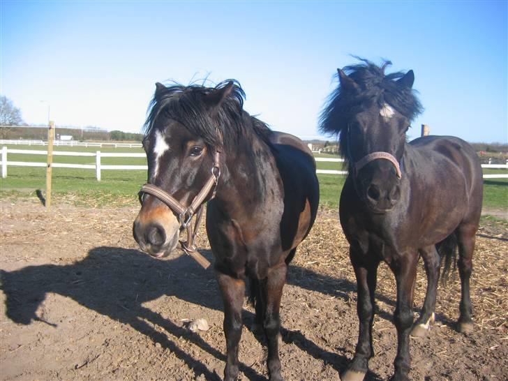 Dartmoor franco (solgt) billede 16