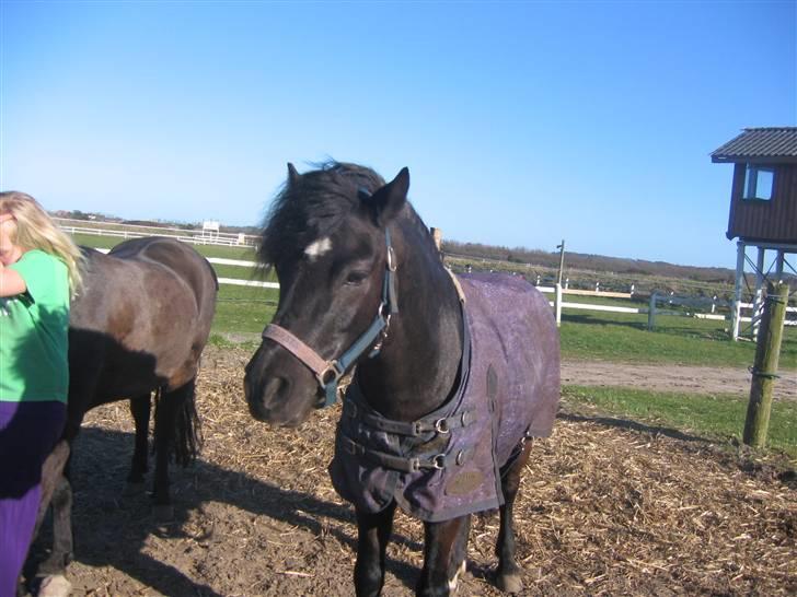 Dartmoor franco (solgt) billede 17