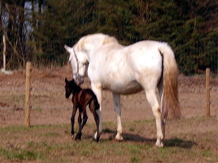 Pura Raza Española Fumaria II Solgt - Fumaria II  billed taget 04.04.09 står med sit nyfødte hoppe føl Bella DG billede 10