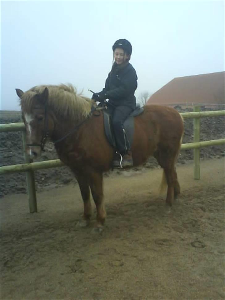 Islænder Kylja frá Wiesenhof - Velkommen til ismulens profil. Første gang jeg var oppe at ride på den smukke. billede 1