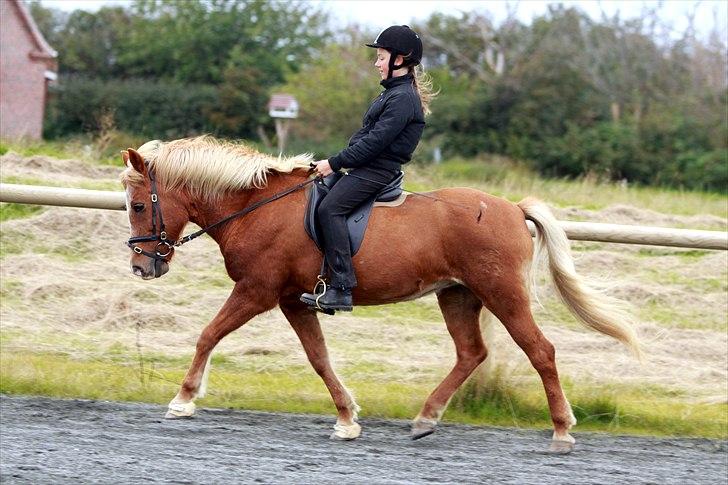 Islænder Kylja frá Wiesenhof - Fik taget nogle super gode billeder her i trav. :D billede 2
