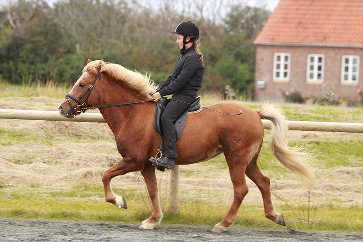Islænder Kylja frá Wiesenhof - Tölt lidt lang form. billede 3