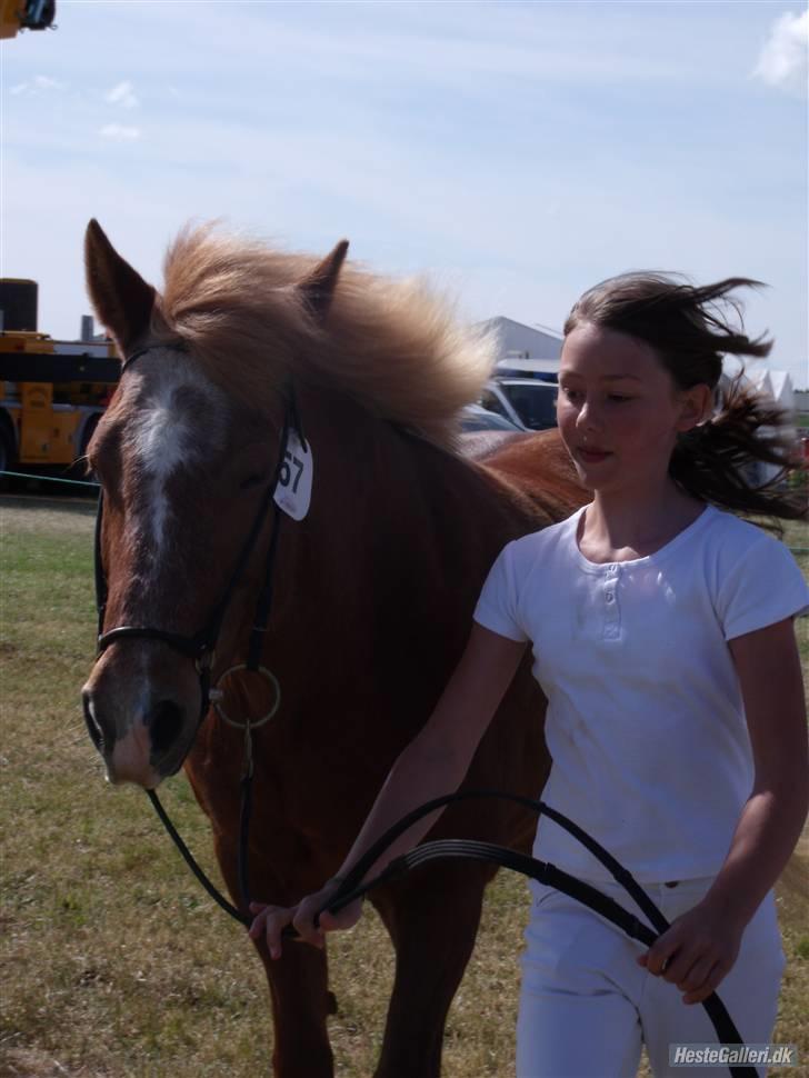 Islænder Kylja frá Wiesenhof - Smukke og mig til dyrskue. billede 4