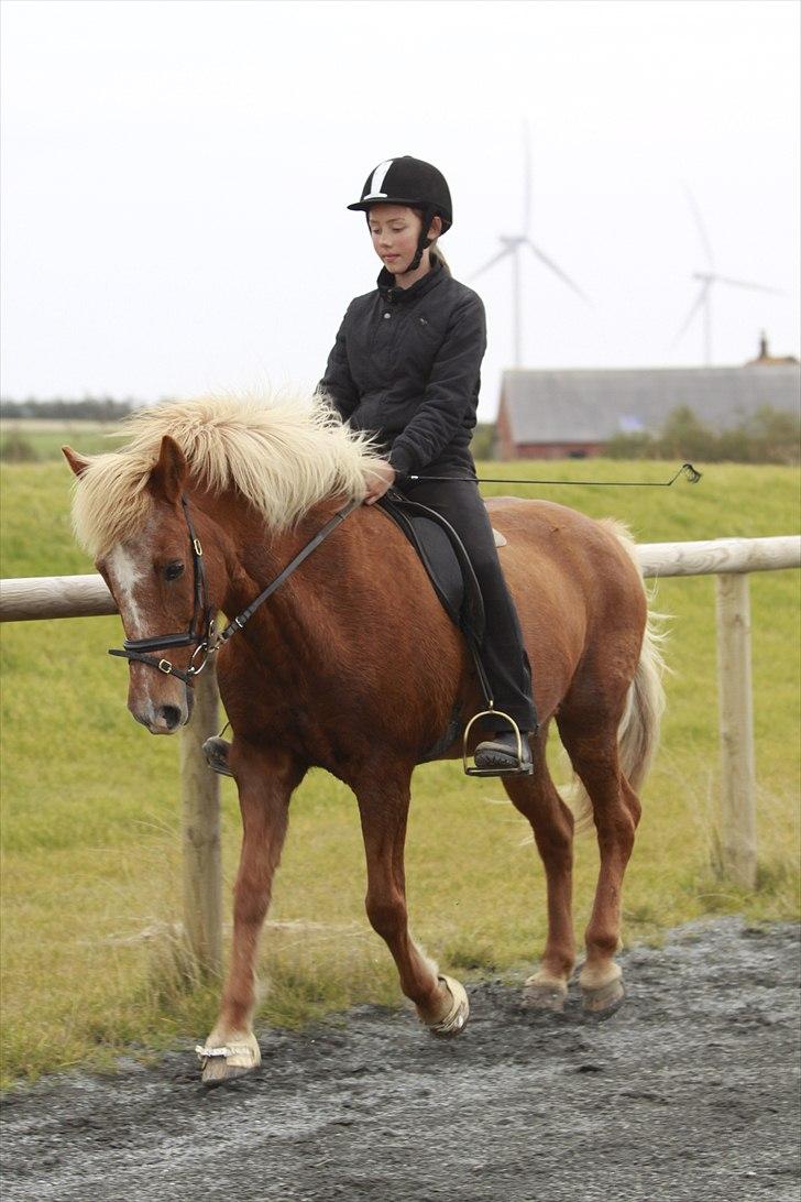 Islænder Kylja frá Wiesenhof - Hun er bare så dejlig. billede 5