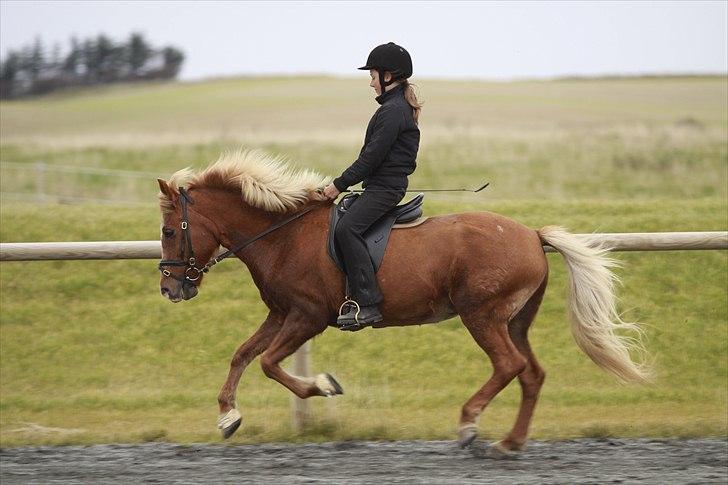 Islænder Kylja frá Wiesenhof - Fuld fart frem i galop. billede 6
