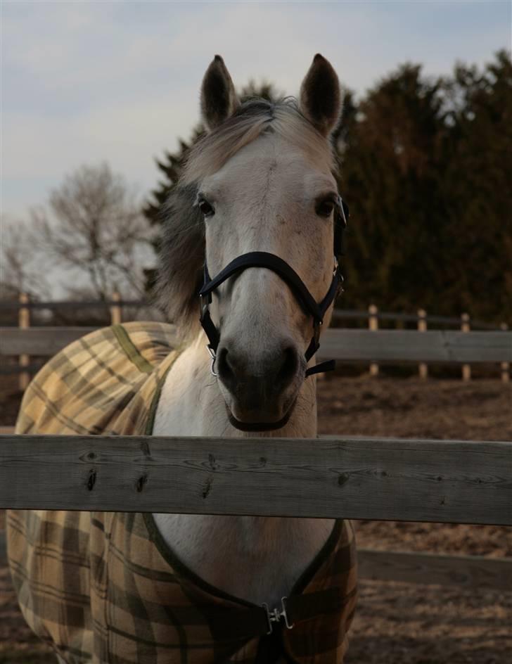 Anden særlig race Nicole - Velkommen til profilen! Nicole nyder forårssolen.. marts 2010 billede 1
