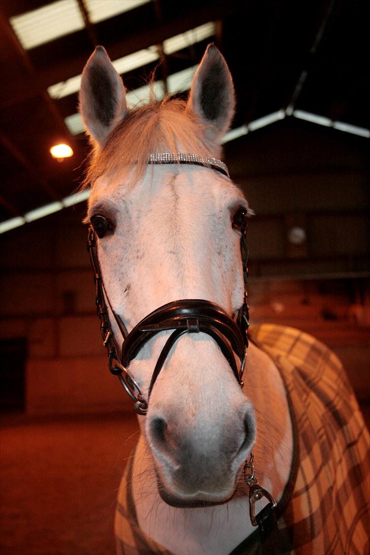 Anden særlig race Nicole - Ridehuset :) - december 2009 billede 3